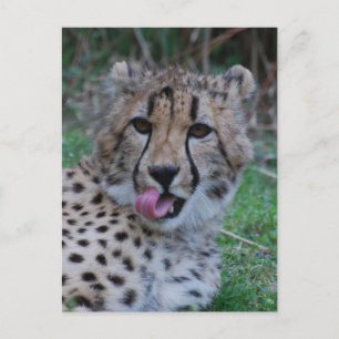 Carte Postale Personnaliser