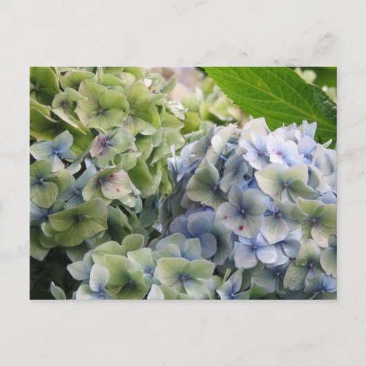 Carte Postale Personnaliser (Devant)