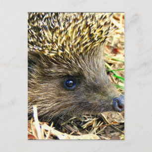 Carte Postale Personnaliser