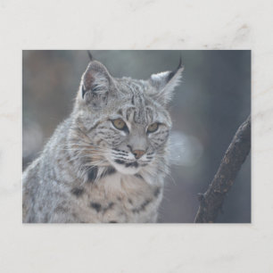 Carte Postale Personnaliser