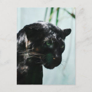 Carte Postale Personnaliser