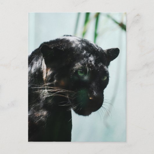 Carte Postale Personnaliser (Devant)