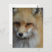 Carte Postale Personnaliser (Devant / Derrière)