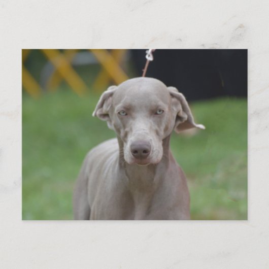 Carte Postale Personnaliser (Devant)