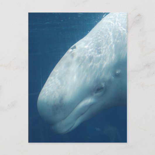 Carte Postale Personnaliser (Devant)