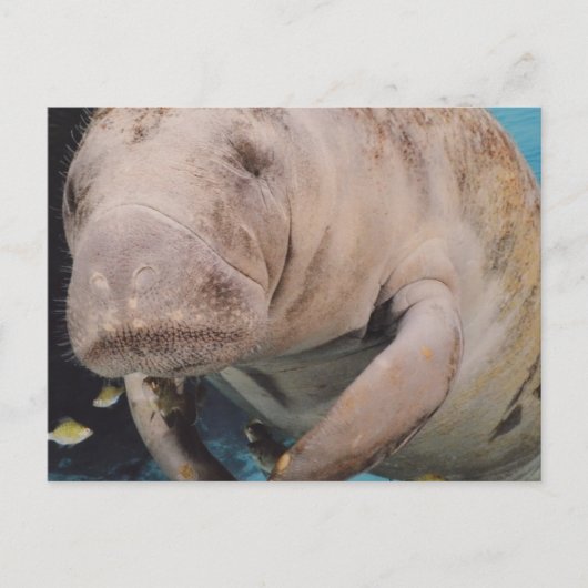 Carte Postale Personnaliser (Devant)