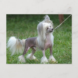 Carte Postale Personnaliser