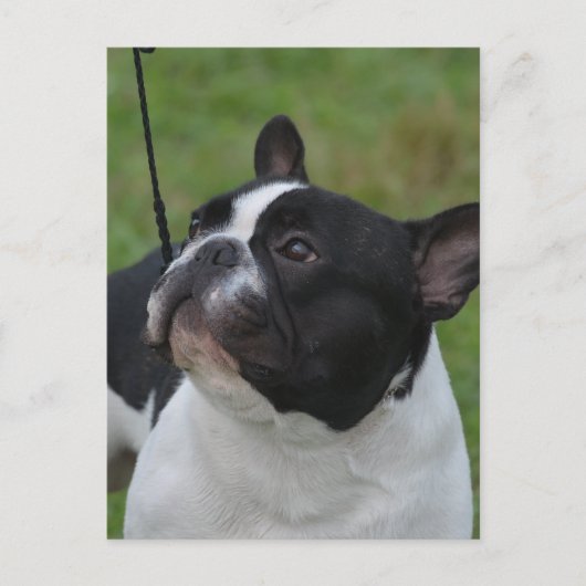 Carte Postale Personnaliser (Devant)