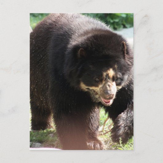 Carte Postale Personnaliser (Devant)