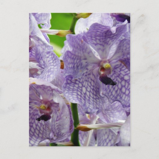 Carte Postale Personnaliser (Devant)