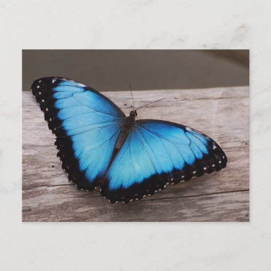 Carte Postale Personnaliser (Devant)