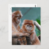 Carte Postale Personnaliser (Devant / Derrière)