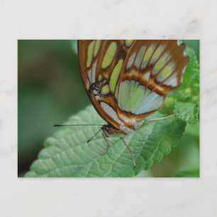 Carte Postale Personnaliser