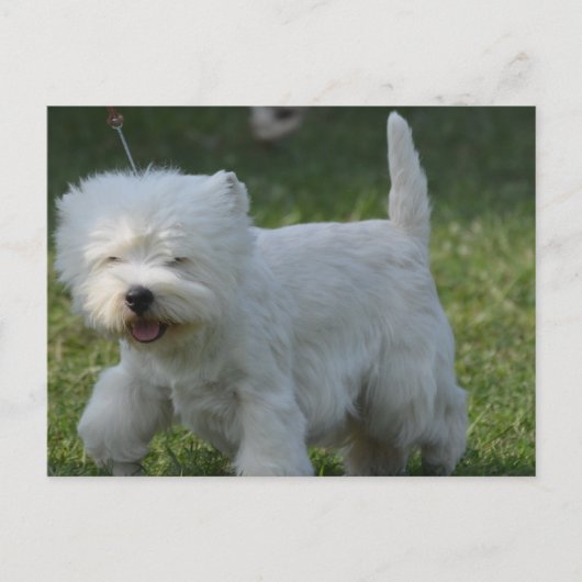 Carte Postale Personnaliser (Devant)