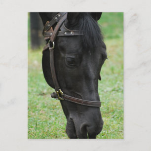 Carte Postale Personnaliser