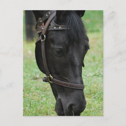 Carte Postale Personnaliser (Devant)