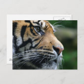 Carte Postale Personnaliser (Devant / Derrière)