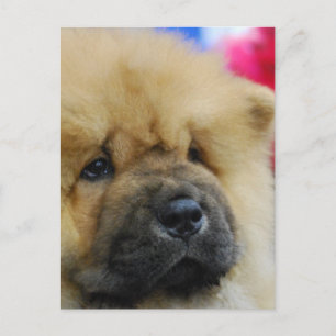 Carte Postale Personnaliser
