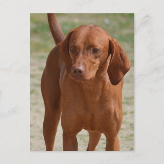 Carte Postale Personnaliser (Devant)