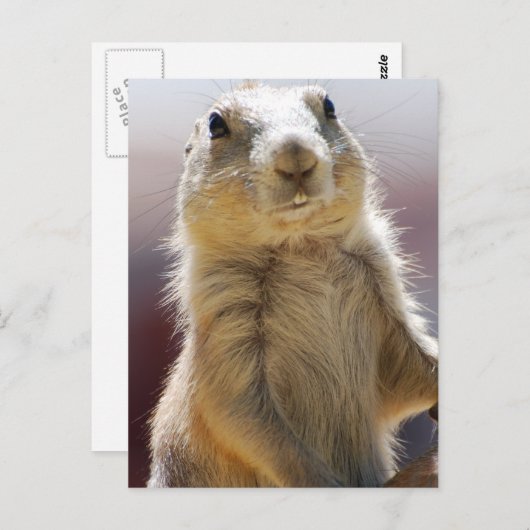 Carte Postale Personnaliser (Devant / Derrière)