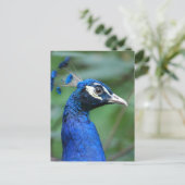 Carte Postale Personnaliser (Debout devant)