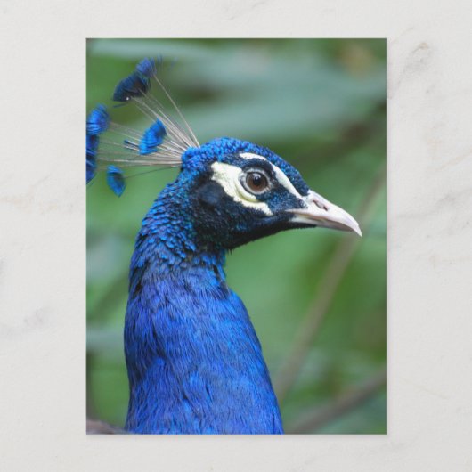 Carte Postale Personnaliser (Devant)