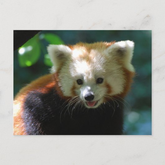 Carte Postale Personnaliser (Devant)