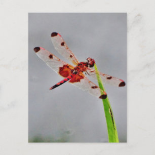 Carte Postale Personnaliser le produit