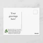 Carte postale Personnaliser Persil italienne (Dos)