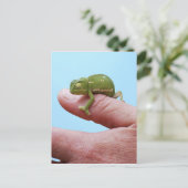 Carte Postale Perspective de caméléon de bébé (Debout devant)