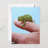 Carte Postale Perspective de caméléon de bébé (Devant / Derrière)