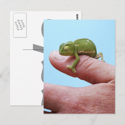 Carte Postale Perspective de caméléon de bébé (Devant / Derrière)