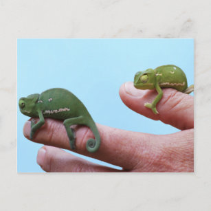 Cartes Postales Cameleon Originales Zazzle Be