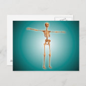 Carte Postale Perspective Du Système Squelettique Humain (Devant / Derrière)