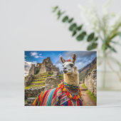 Carte Postale Peru Llama (Debout devant)