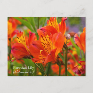 Carte postale péruvienne Lily (Alstroemeria)
