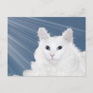 Carte Postale Pet chat perte sympathie