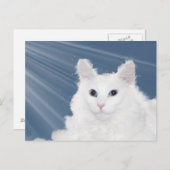 Carte Postale Pet chat perte sympathie (Devant / Derrière)