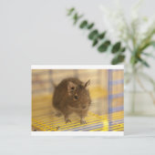 Carte Postale Pet degu (Debout devant)