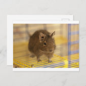 Carte Postale Pet degu (Devant / Derrière)