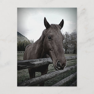 Carte Postale Pet-moi S'il vous plaît ! Cheval doux