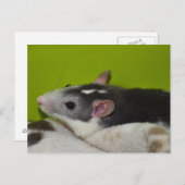 Carte postale Pet Rat (Devant / Derrière)