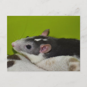 Carte postale Pet Rat