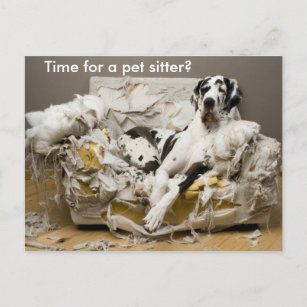 Carte Postale Pet Sitter Great Dane sur Cheval Sofa Postcard