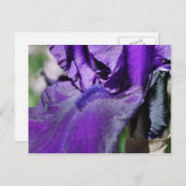 Carte Postale Pétale Fleur Iris Profond Violet Porté (Devant / Derrière)