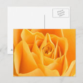 Carte postale Pétale rose (Devant / Derrière)