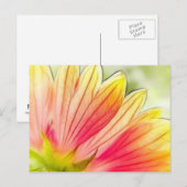 Carte Postale Pétales de fleurs blanches proches (Devant / Derrière)