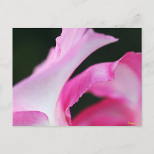Carte Postale Pétales de fleurs roses délicates œuvre d'art
