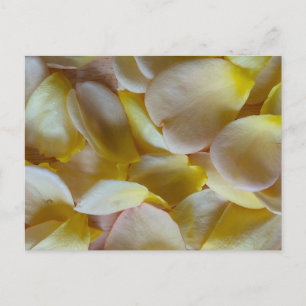 Carte Postale Pétales de rose jaune