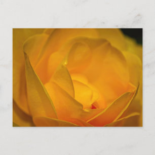 Carte Postale Pétales de rose jaune impressionnistes